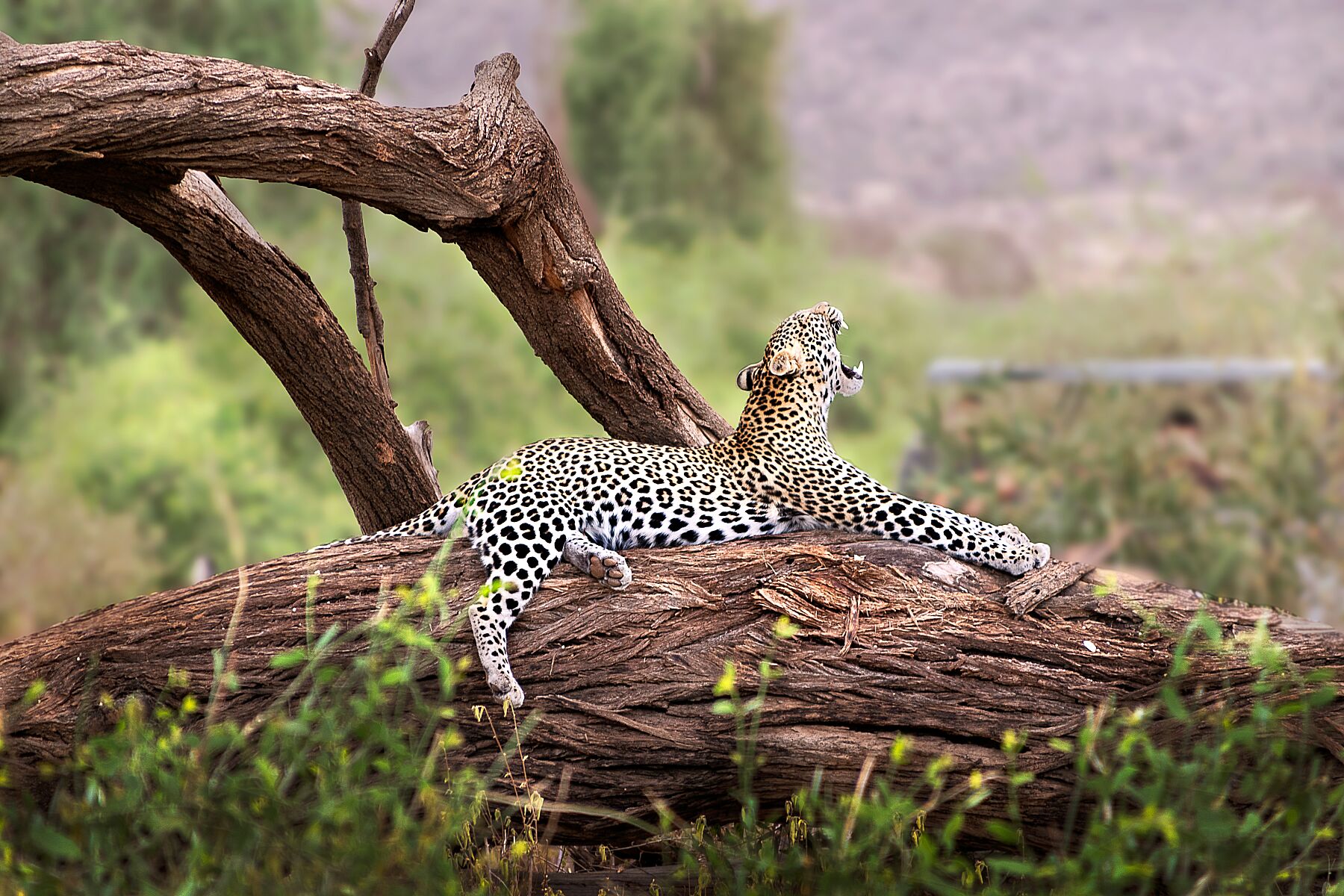 Leopard Yawn