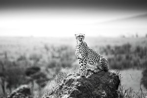 Cheetah Lookout