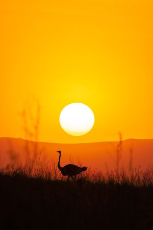 Ostrich Silhouette