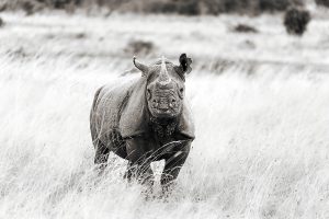Black Rhino NNP