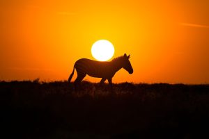 Carrying the Universe